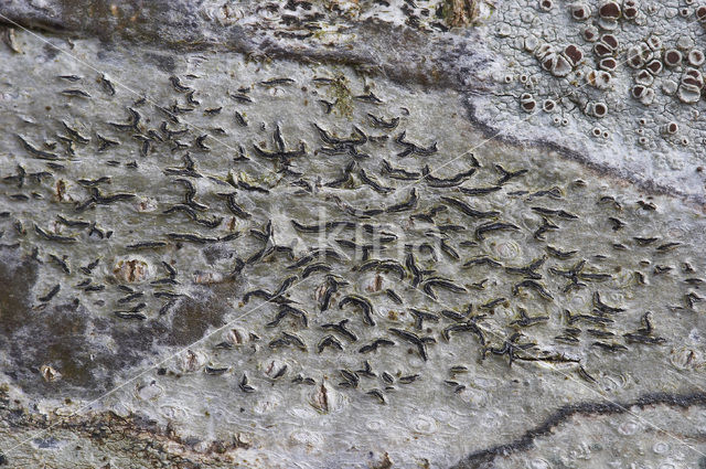 Common script lichen (Graphis scripta)