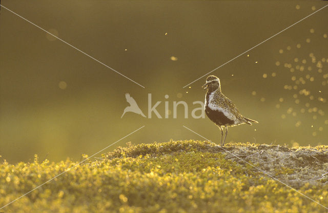 Goudplevier (Pluvialis apricaria)