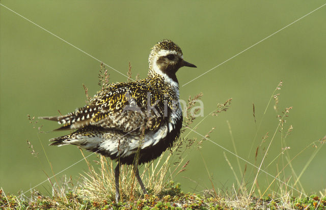 Goudplevier (Pluvialis apricaria)