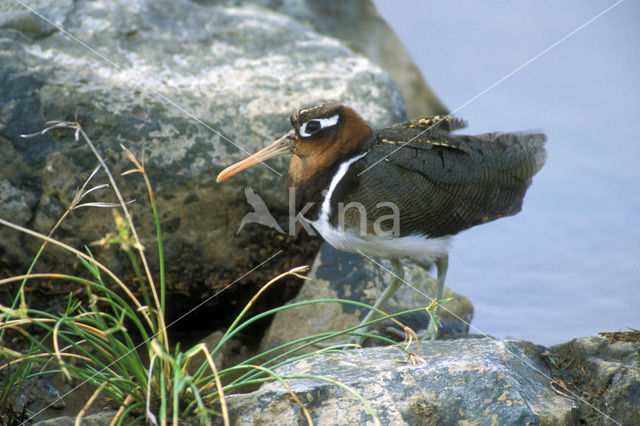 Greater Painted-snipe (Rostratula benghalensis)