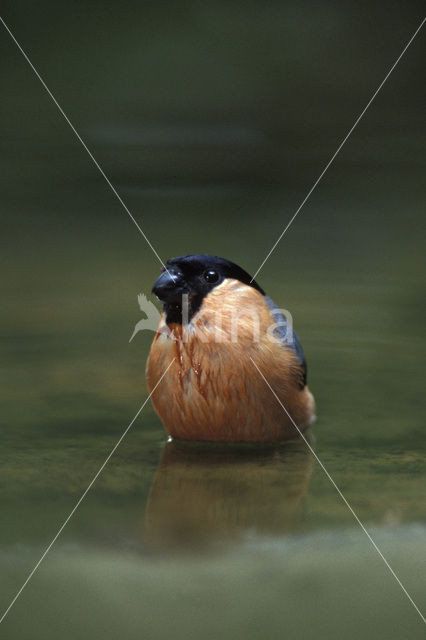 Eurasian Bullfinch (Pyrrhula pyrrhula)