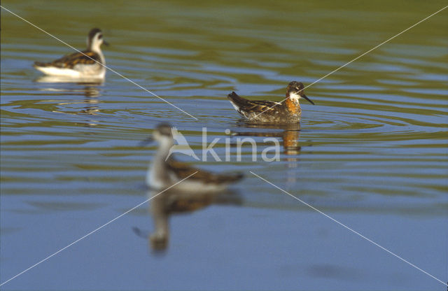 Red-necked Phalarope (Phalaropus lobatus)