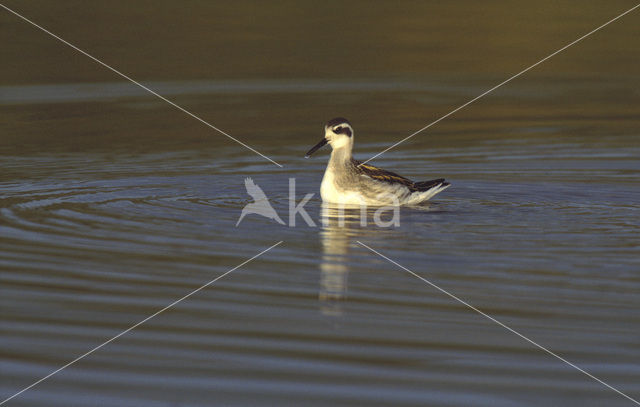 Grauwe Franjepoot (Phalaropus lobatus)