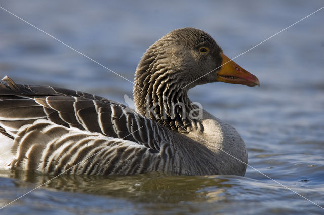 Grey Lag-Goose (Anser anser)