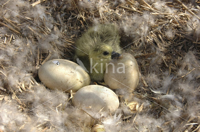 Grauwe Gans (Anser anser)