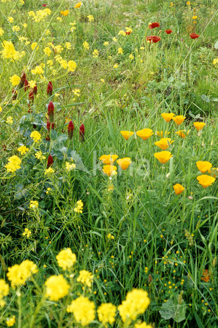 Cross-border park Maas-Swalm-Nette