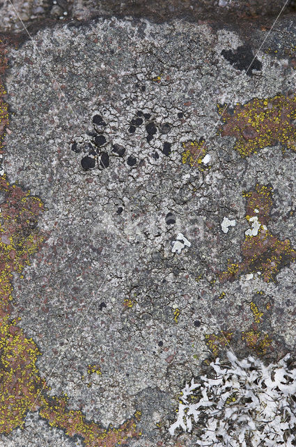 Grijsgroene steenkorst (Lecidella scabra)