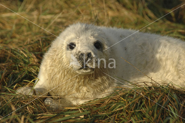 Grijze zeehond