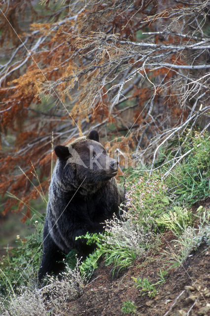 Grizzly Bear (Ursus arctos horribilis)