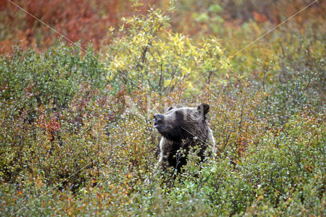 Grizzly Bear (Ursus arctos horribilis)