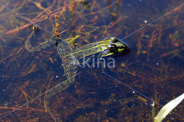 Groene kikker complex (Rana esculenta