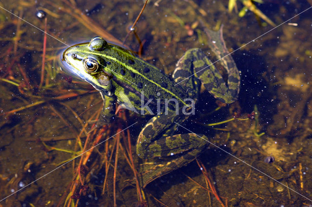 green frog (Rana esculenta