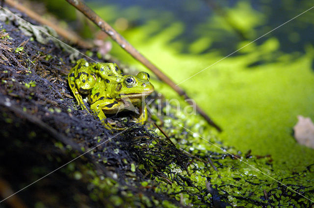 green frog (Rana esculenta