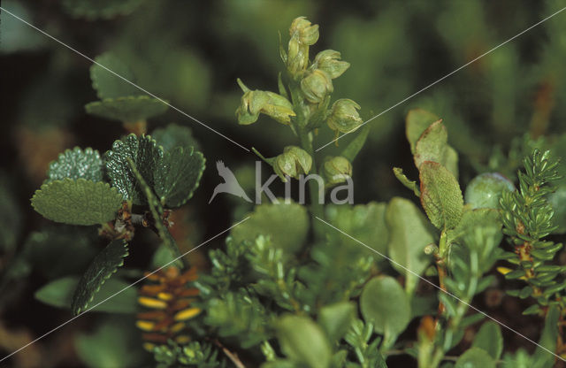 Groene nachtorchis (Coeloglossum viride)