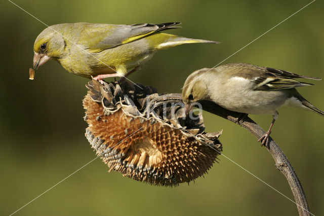 Groenling (Carduelis chloris)