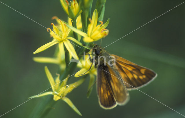 Groot dikkopje (Ochlodes faunus)