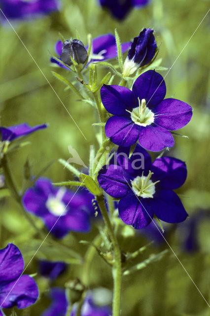 Groot spiegelklokje (Legousia speculum-veneris)