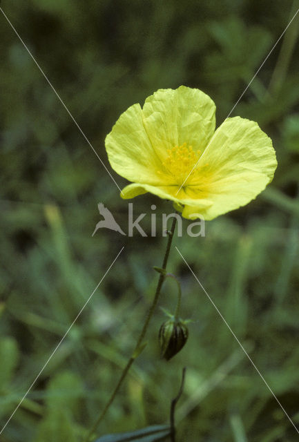 Groot zonneroosje (Helianthemum nummularium nummularium)