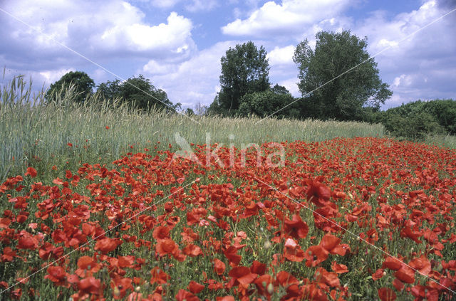 Grote klaproos (Papaver rhoeas)