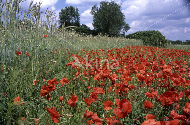 Grote klaproos (Papaver rhoeas)