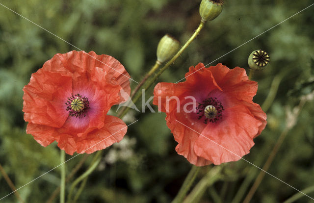 Field Poppy (Papaver rhoeas)