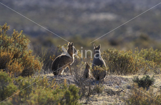 Patagonian mara