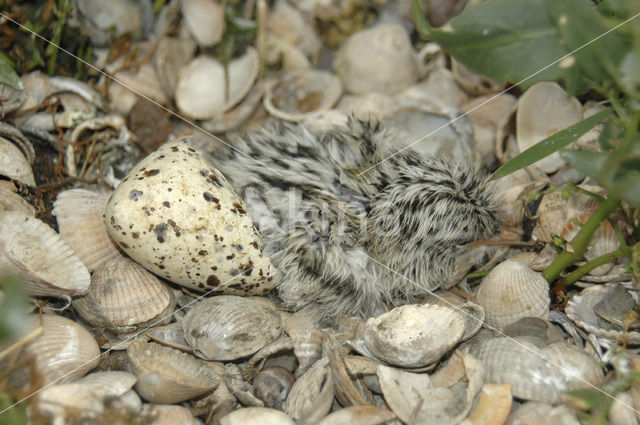 Grote Stern (Sterna sandvicensis)