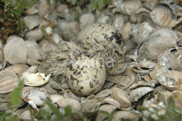 Grote Stern (Sterna sandvicensis)