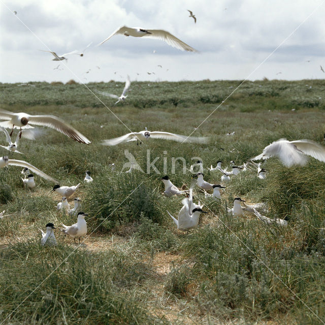 Sandwich Tern (Sterna sandvicensis)