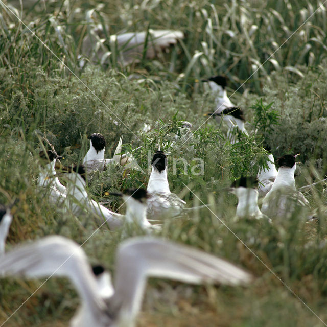 Grote Stern (Sterna sandvicensis)