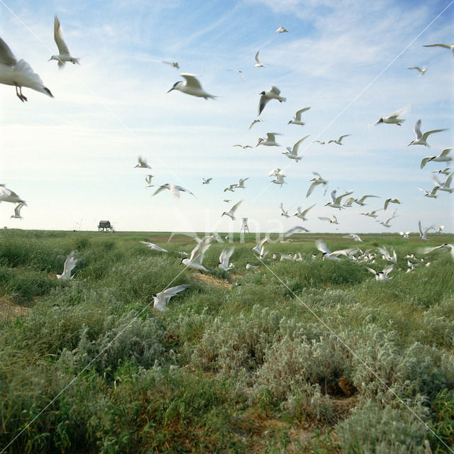 Grote Stern (Sterna sandvicensis)