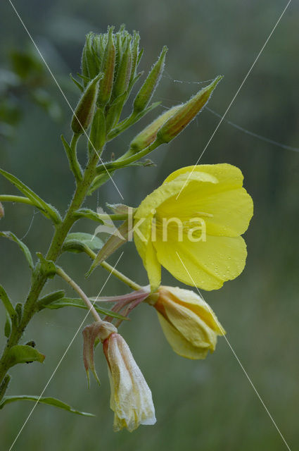 Grote teunisbloem (Oenothera erythrosepala)