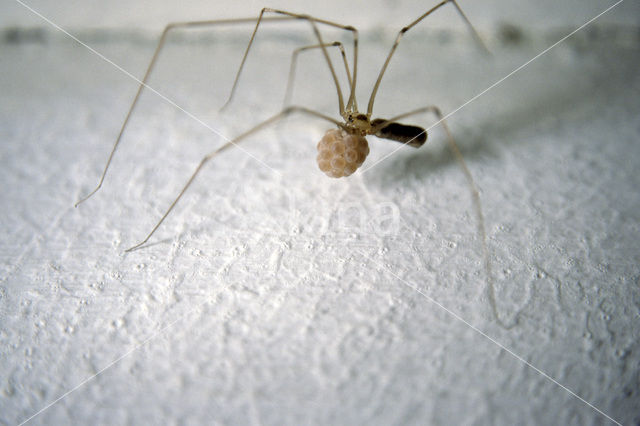 Cobweb Spider (Pholcus phalangioides)