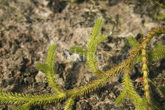 Stag’s-horn Clubmoss (Lycopodium clavatum)