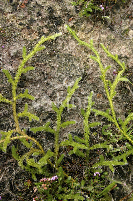 Grote wolfsklauw (Lycopodium clavatum)