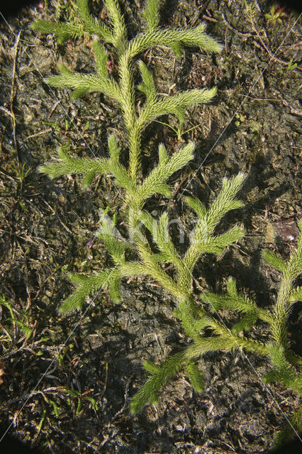 Stag’s-horn Clubmoss (Lycopodium clavatum)