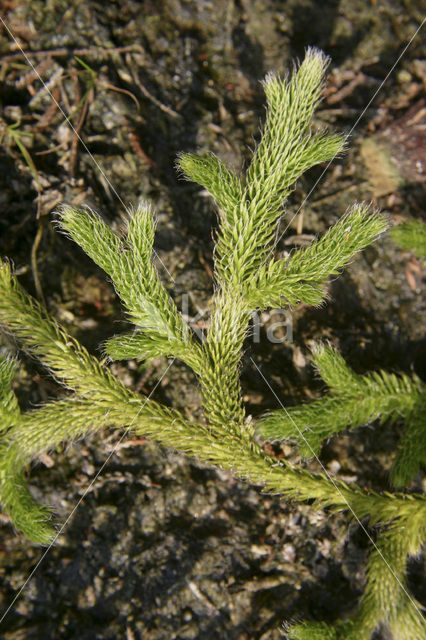 Grote wolfsklauw (Lycopodium clavatum)