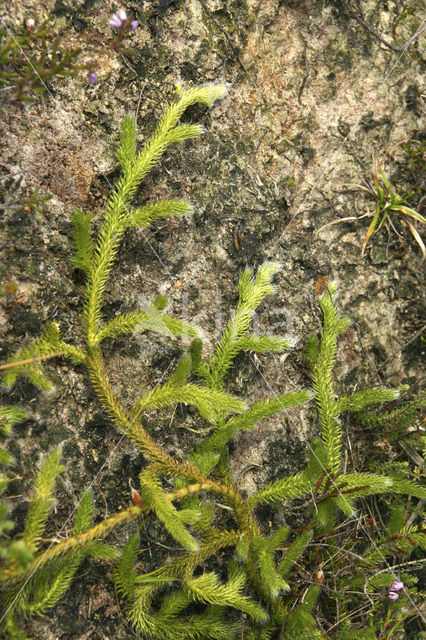 Stag’s-horn Clubmoss (Lycopodium clavatum)