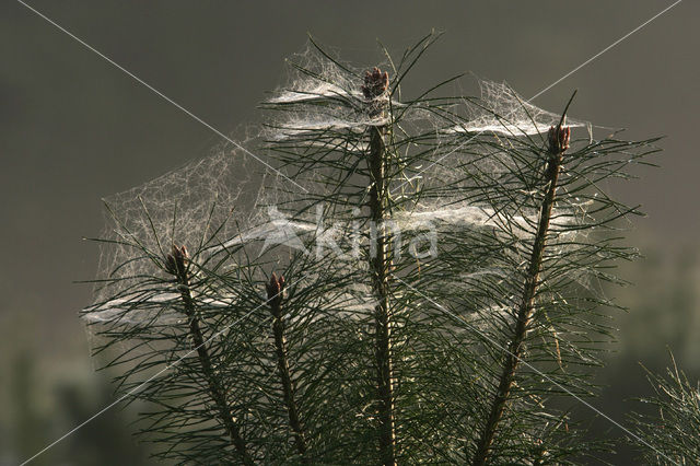 Scots Pine (Pinus sylvestris)