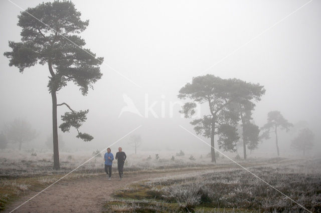 Grove den (Pinus sylvestris)