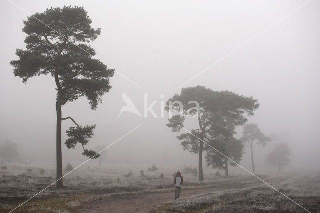 Scots Pine (Pinus sylvestris)