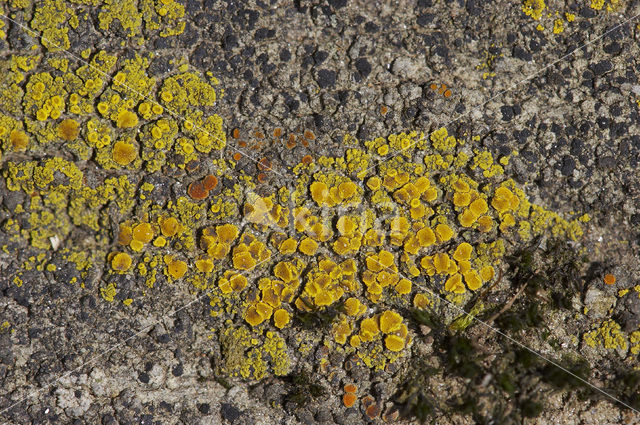 Common goldspeck lichen (Candelariella vitellina)