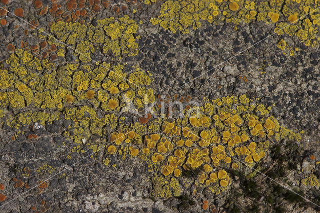 Common goldspeck lichen (Candelariella vitellina)