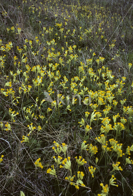 Gulden sleutelbloem (Primula veris)