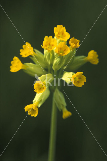 Gulden sleutelbloem (Primula veris)