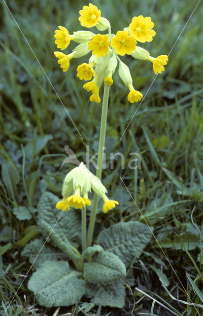 Gulden sleutelbloem (Primula veris)