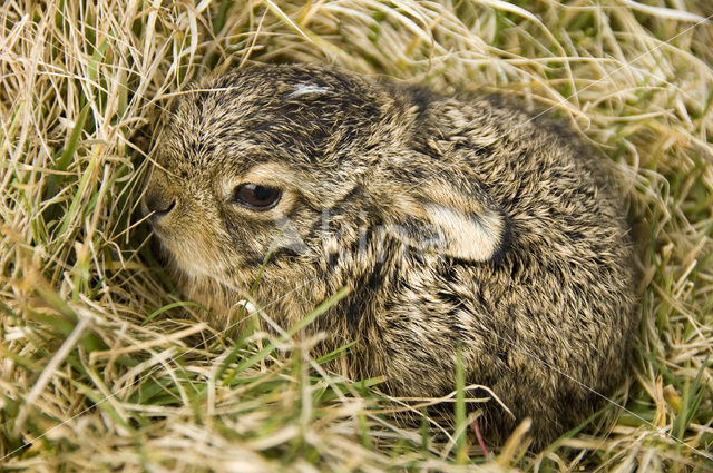 Brown Hare (Lepus europaeus)