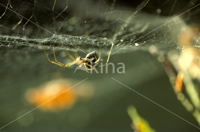 Money spider