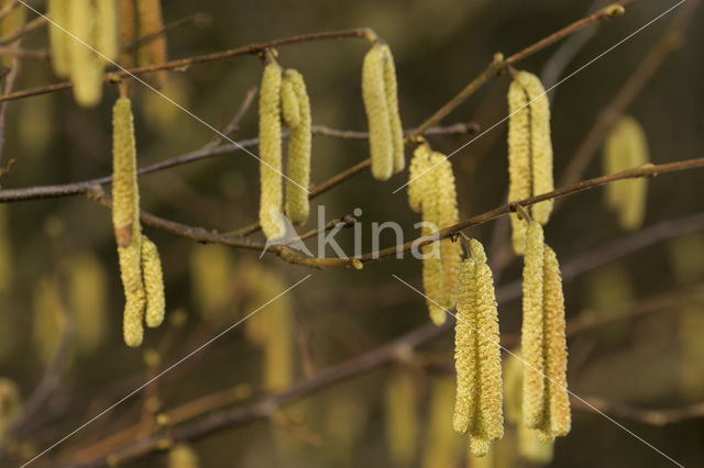 Hazelaar (Corylus avellana)