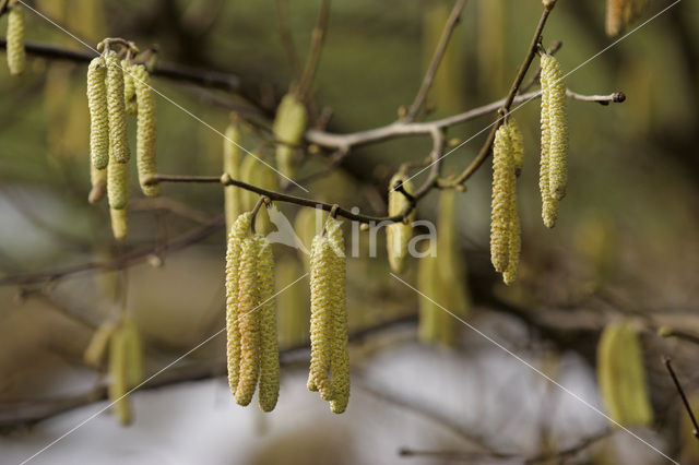 Hazelaar (Corylus avellana)